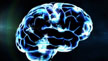 El cerebro autista