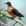 Extinción (38) Un siglo sin la paloma migratoria americana