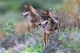 Lobos (21) «Que cada uno elija su manada. A la mía la están masacrando.»