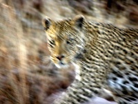 Leopardo (1) Leopardo africano