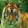 Tigre (1) Los tigres que fueron y los que serán