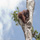 Animales (23) Rescatando orangutanes en Borneo