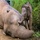 Extinción (22) Los últimos elefantes pigmeos de Malasia