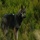 El escarabajo verde – El lamento del lobo