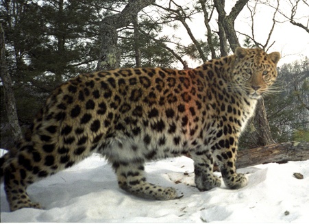 Leopardo (2) Leopardo del Amur