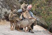 Lobo (3) Pacto con lobos