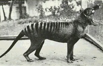 Extinción (1) El último tilacino